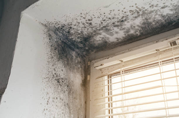 Affordable Mold Removal solutions in Alamance, NC